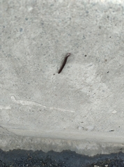 Cylindroiulus caeruleocinctus