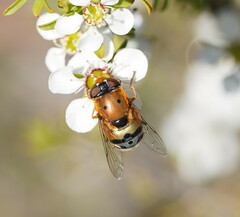 Austalis pulchella