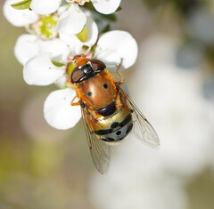 Austalis pulchella