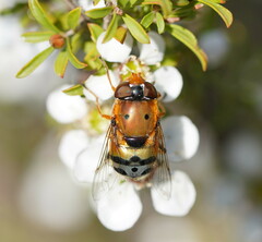 Austalis pulchella