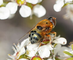 Austalis pulchella