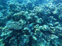 Gymnothorax javanicus