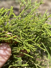 Melaleuca monantha
