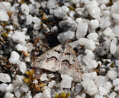 Dichromodes atrosignata