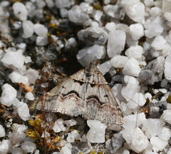 Dichromodes atrosignata