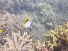 Chaetodon lineolatus