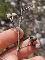 Eucalyptus acmenoides