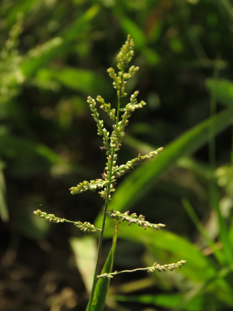 Lax Panicgrass