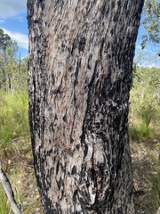Eucalyptus acmenoides