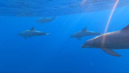 Bottlenose dolphin
