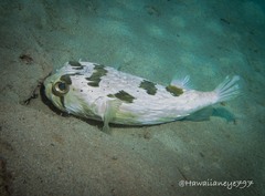 Tragulichthys jaculiferus