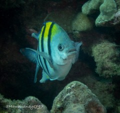 Abudefduf vaigiensis