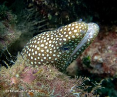 Gymnothorax meleagris