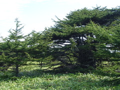 Larix gmelinii japonica