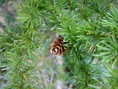 Larix gmelinii japonica