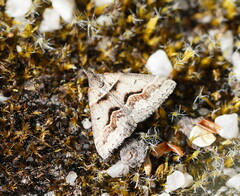 Dichromodes atrosignata