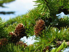 Larix gmelinii japonica