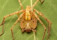 Olios