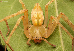 Olios