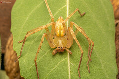 Olios