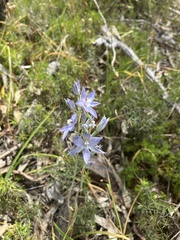 Thelymitra megcalyptra