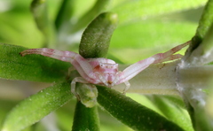 Thomisus citrinellus