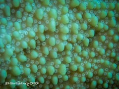 Montipora capitata