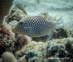 Canthigaster jactator