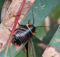Ellipsidion australe
