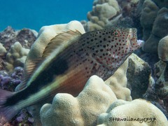 Paracirrhites forsteri