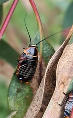 Ellipsidion australe
