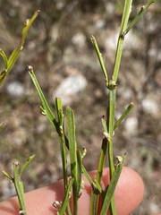 Jacksonia thesioides