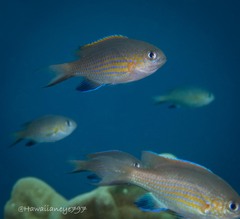 Pycnochromis vanderbilti