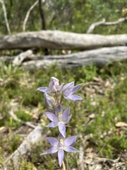 Thelymitra megcalyptra