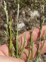 Jacksonia thesioides