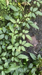 Causonis corniculata