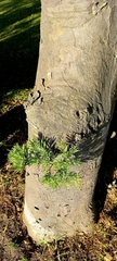 Podocarpus henkelii
