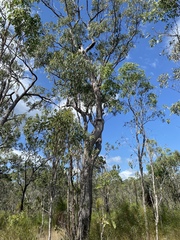 Eucalyptus acmenoides