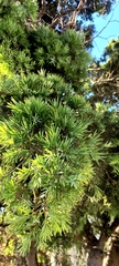 Podocarpus henkelii