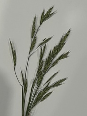 Bromus catharticus