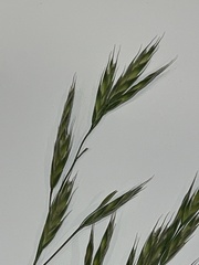 Bromus catharticus
