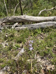 Thelymitra megcalyptra
