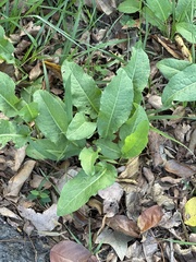 Rumex japonicus