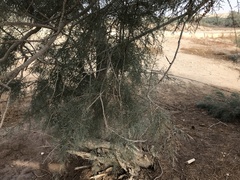 Cupressus