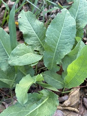 Rumex japonicus