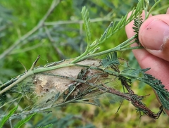 Chelepteryx chalepteryx