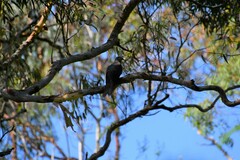 Macropygia phasianella