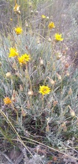 Heterolepis peduncularis