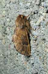 Ptilophora plumigera