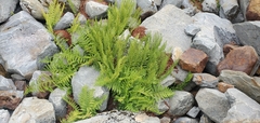 Athyrium americanum